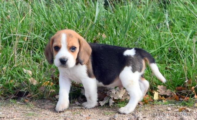 Donne chiot type Berger Beagle 