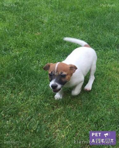 Donne chiot type Jack Russel terrier 