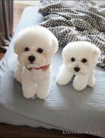 Donne chiot type Bichon havanais