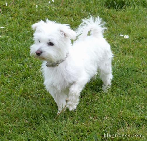 Donne chiot type Bichon Maltais