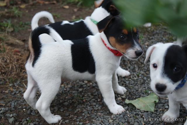 Disponible de suite chiot Jack Russel