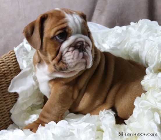 Magnifiques chiots Bulldog anglais