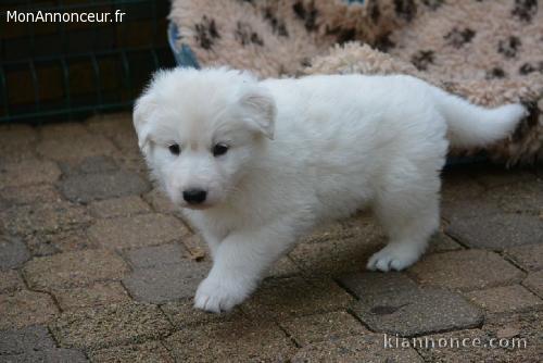 Donne chiot type Berger Blanc Suisse