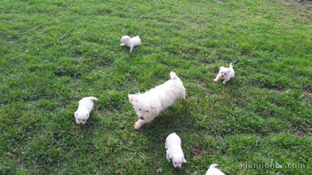 Superbes Bébés Bichons Maltais . Mâles et Femelles