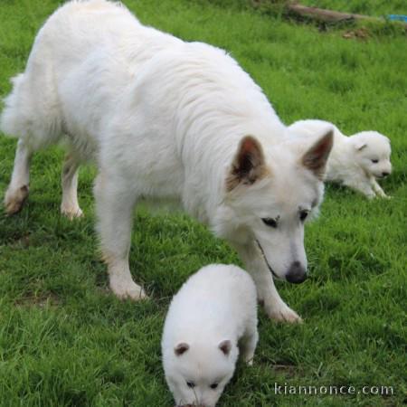  Extraordinaires Chiots Berger Blanc Suisse Pure Race