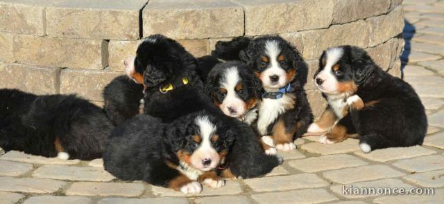  Magnifiques chiots Bouvier Bernois Pure Race