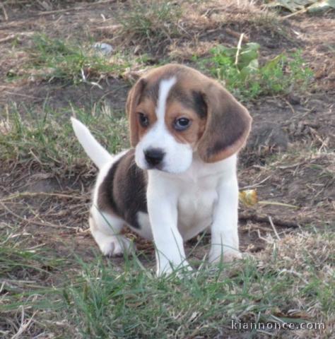 Donne chiot type Berger Beagle