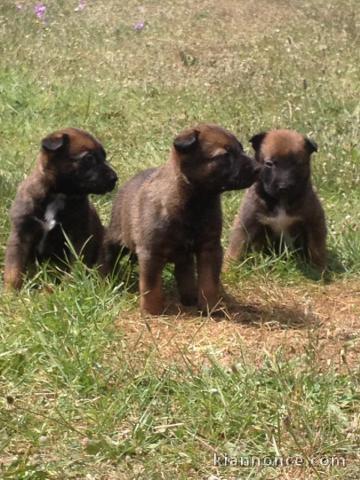  3 CHIOTS BERGERS BELGES MALINOIS