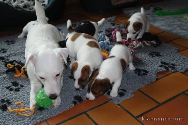 Magnifiques chiots femelles et male Jack Russells