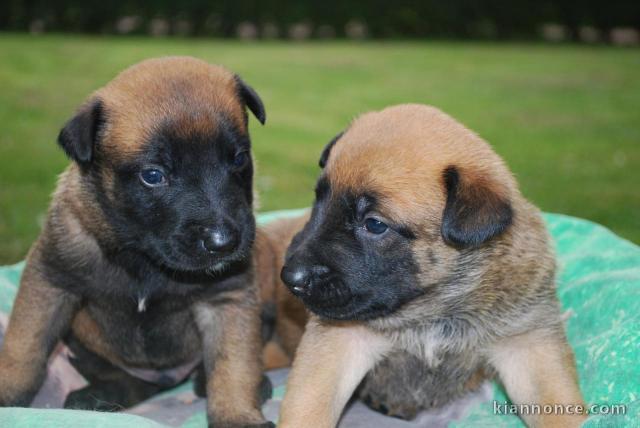 3 CHIOTS BERGERS BELGES MALINOIS