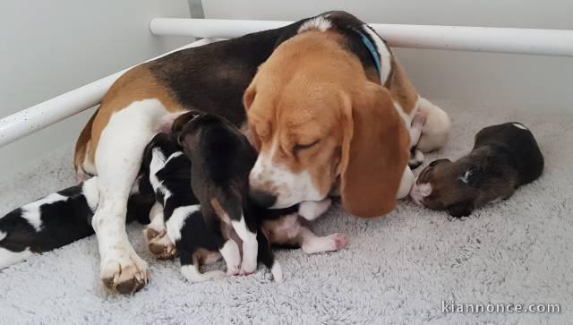  4 CHIOTS BEAGLES POUR COMPAGNIE