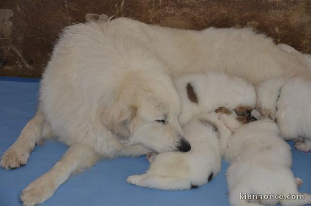 Chiots Bergers des Pyrénées 3 males et 2 femelles