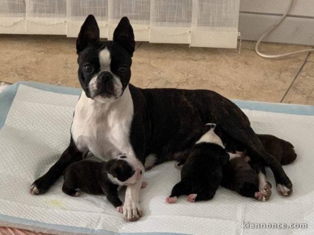  SUBLIMES TERRIER DE BOSTON LOF, 2 MÂLES 2 femelles