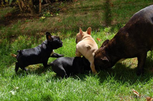 5 CHIOTS BOULEDOGUES FRANÇAIS À VENDRE 3 FEMELLES & 2 MÂLES