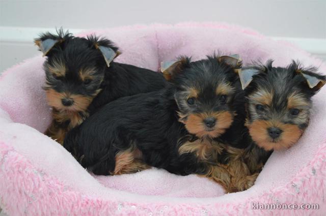  5 adorables chiots Yorkshires