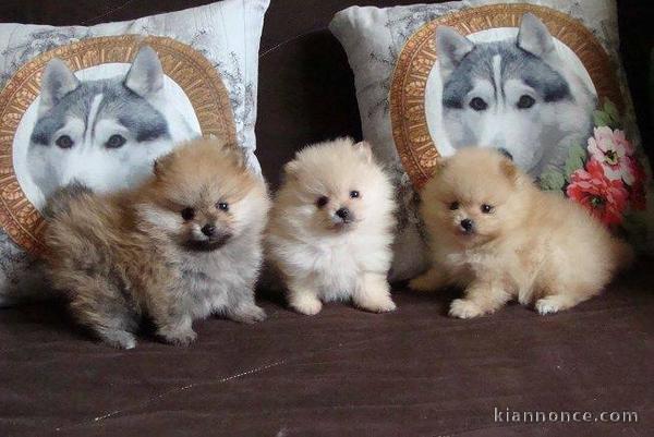 CHIOTS SPITZ NAIN (LOULOU DE POMÉRANIE)