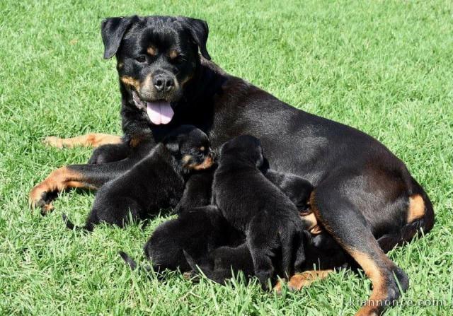 Magnifiques chiots Rottweiler Pure Race