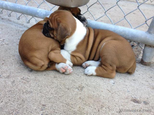 Magnifiques chiots boxer lof a donner.