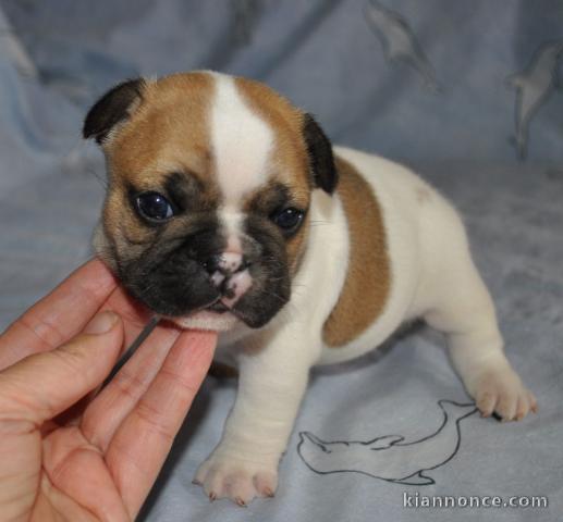 Chiot femelle Bouledogue français à donner âgé de 03 mois d\