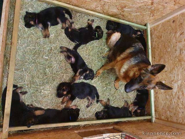 CHIOTS BERGERS ALLEMANDS 4 FEMELLES & 6 MÂLES