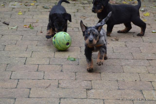  ADORABLES CHIOTS BEAUCERONS