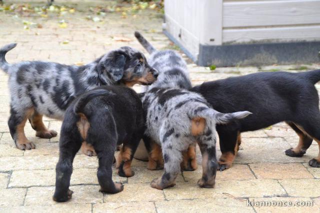 ADORABLES CHIOTS BEAUCERONS