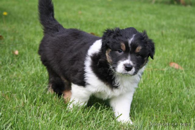 Magnifique chiot femelle berger australien a donner