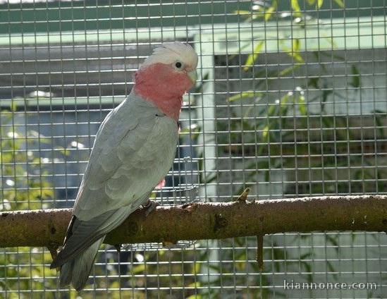 Perroquet cacatoès Galah apprivoisé