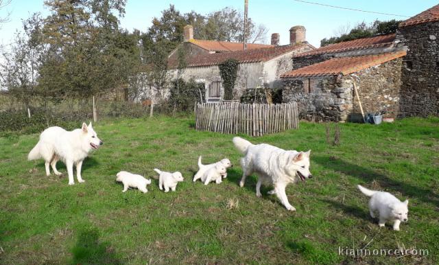 Chiot Berger Blanc Suisse A donner 