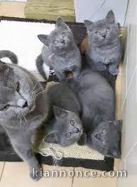  Superbes Chatons Chartreux Pure Race