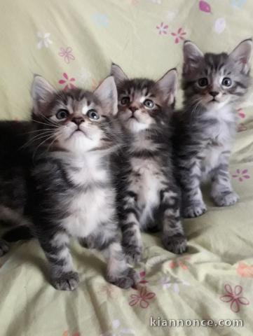Chatons Maine Coon NON LOOF