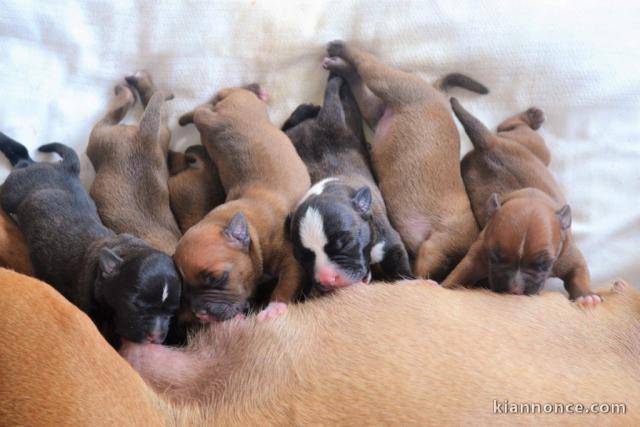  Magnifiques Chiots American Stafforshdire Pure Race