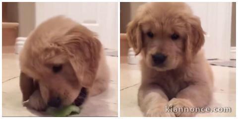 chiot golden retriever a donner