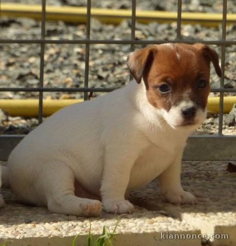 Magnifique chiot femelle jack russel a donner 