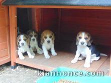 Chiots Beagle recherchent famille