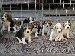 Chiots Beagle recherchent famille