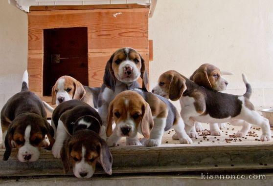 Chiots Beagle recherchent famille