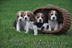 Chiots Beagle recherchent famille