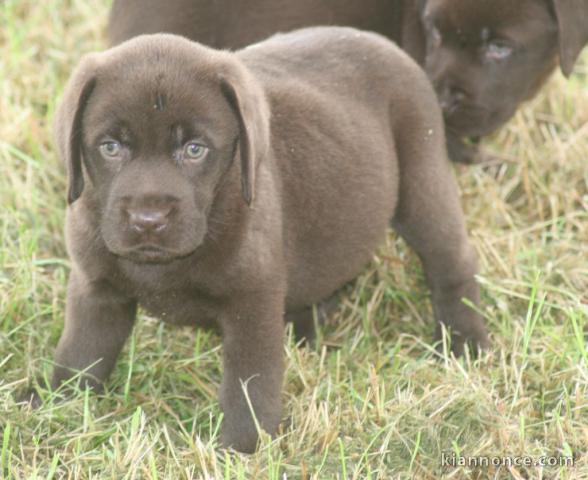 chiot labrador adorable