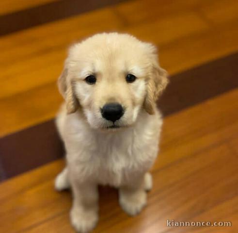 Adorables chiots golden retriever couleur or a adopter