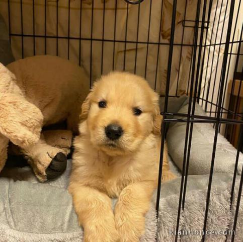 Adorables chiots golden retriever couleur or a adopter