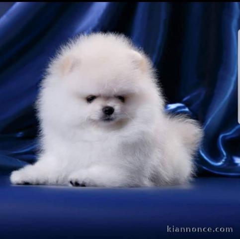 adorable chiots spitz nain