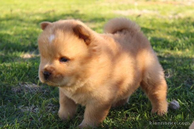 Superbe Chiot chow chow à donner