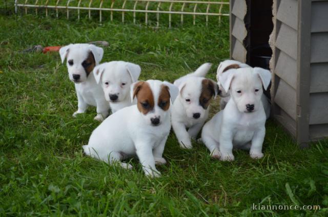 chiot jack russell terrier 