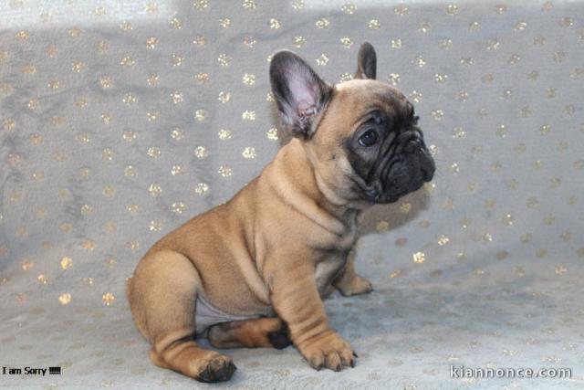  Chiot type Bouledogue français Femelle à donner