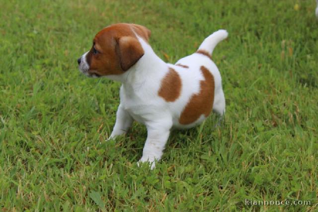 Chiots Jack Russell a offrir 