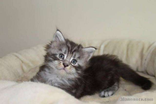 Adorable chaton Maine coon disponible. 