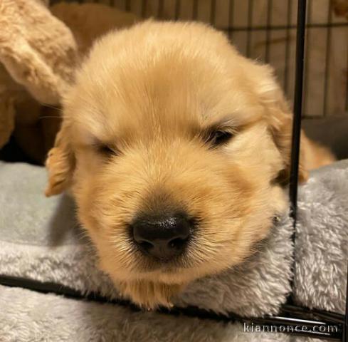 Don de chiots golden retriever trois mois