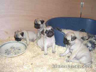  chiots carlin (pug) à donner urgemment 