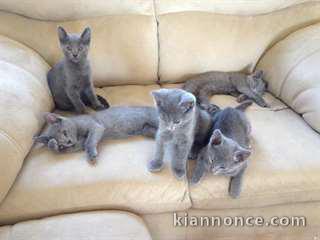  Chatons bleu russe cherche nouveau foyer 